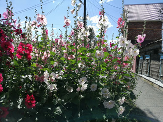 Similar image 21275537