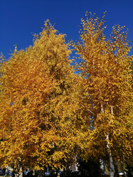 Similar image 21264520