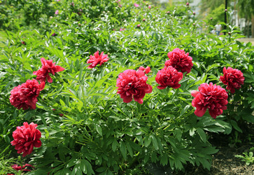 Similar image 21262442