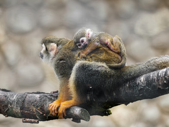 Similar image 21264545