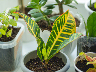 Similar image 21264556