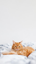 Similar image 21268104