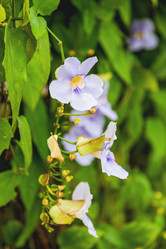 Similar image 21268122