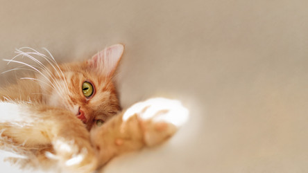 Similar image 21281624