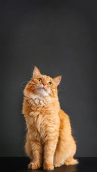 Similar image 21264381