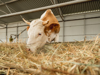 Similar image 21281500