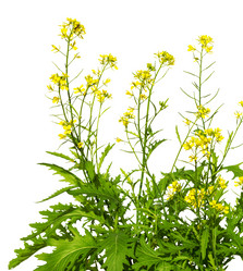 Similar image 21264968