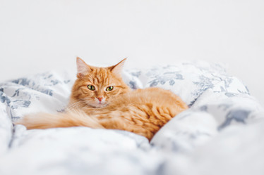 Similar image 21281700