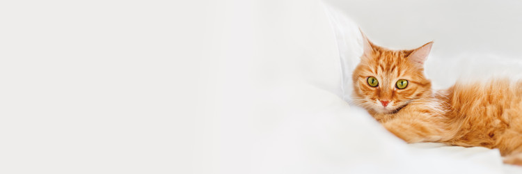 Similar image 21281751