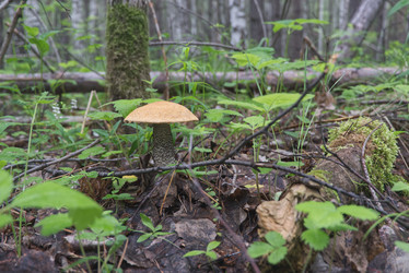 Similar image 21264578