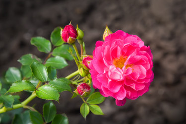 Similar image 21282834