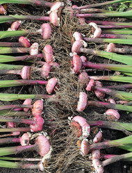 Similar image 21264600