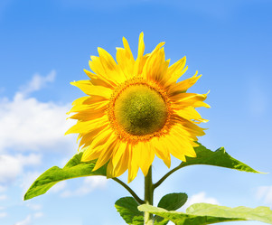 Similar image 21266916