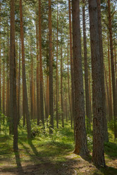 Similar image 21266816