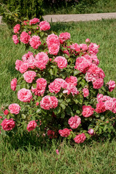 Similar image 21291951