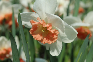 Similar image 21276761