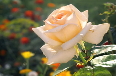 Similar image 21282873