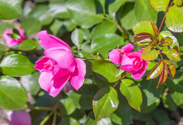 Similar image 21283194