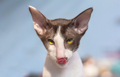 Similar image 21283440