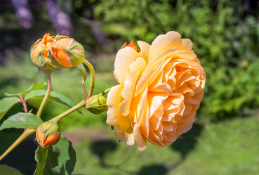 Similar image 21283443