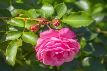 Similar image 21283444