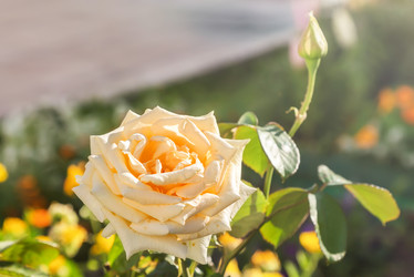 Similar image 21283069