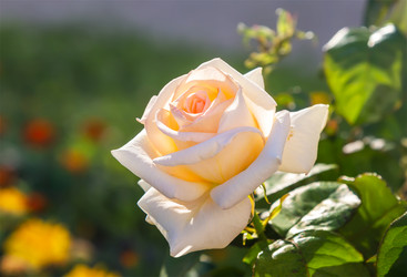 Similar image 21283070