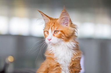 Similar image 21283200