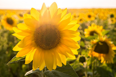 Similar image 21270769