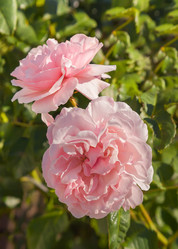 Similar image 21283075