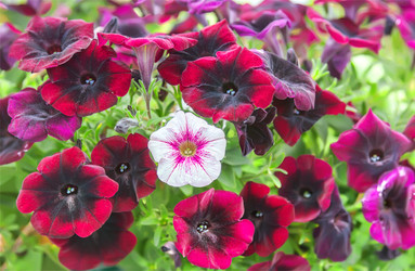 Similar image 21283078