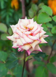 Similar image 21283079