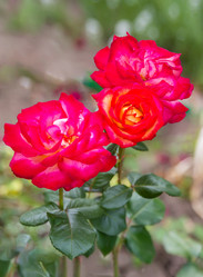 Similar image 21283448