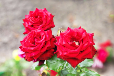 Similar image 21283449