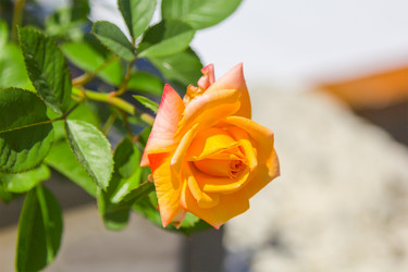 Similar image 21282885