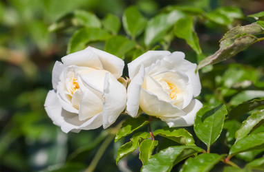 Similar image 21282890