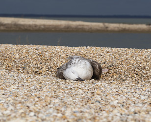 Similar image 21268432