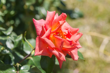 Similar image 21283460