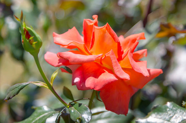 Similar image 21283461