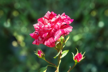 Similar image 21283462