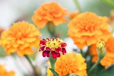 Similar image 21282928