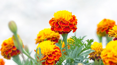 Similar image 21282929