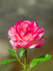 Similar image 21283370