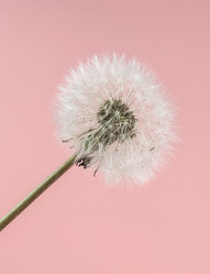 Similar image 21268464