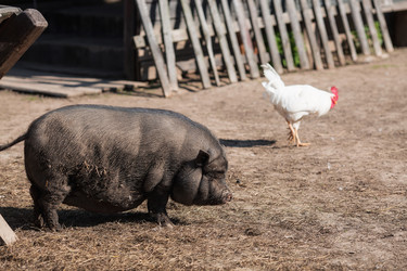 Similar image 21272036