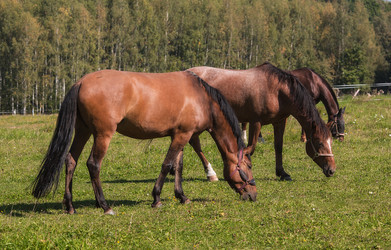 Similar image 21272438