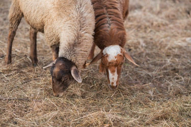 Similar image 21282595