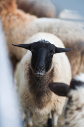 Similar image 21272461