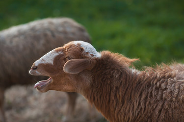 Similar image 21270512