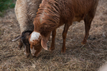 Similar image 21270517